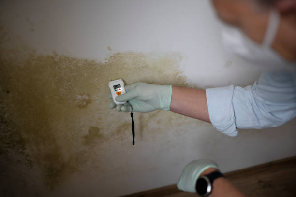 Crawl Space Mold Removal in Prophetstown, IL