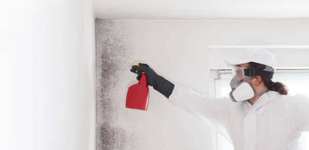 Best Toxic Mold Removal  in Prophetstown, IL