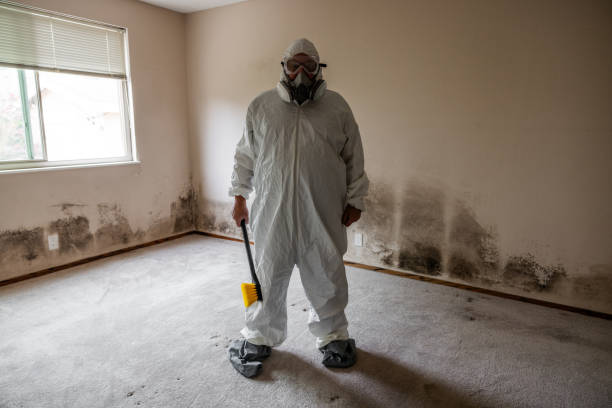Professional Mold Removal in Prophetstown, IL