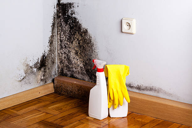 Certified Mold Removal in Prophetstown, IL