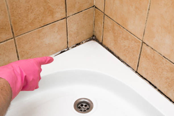 Best Crawl Space Mold Removal  in Prophetstown, IL